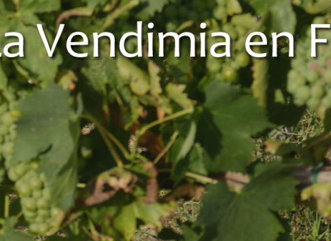 Guía Informativa: Recolección de Fruta y Campaña de la Vendimia, 2014. Francia