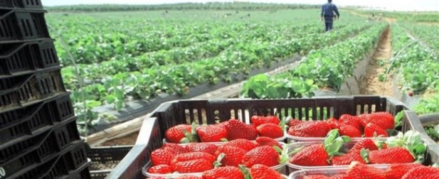 Huelva busca personal para trabajar en el campo en la recogida de la fresa