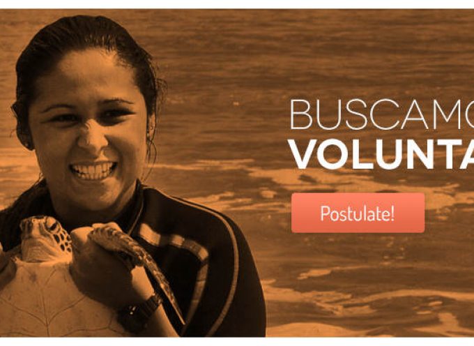 Programa de voluntariado con tortugas en Uruguay