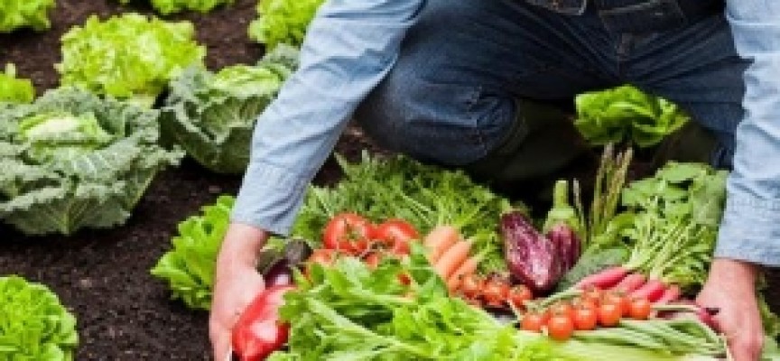 Emprendedores y empresarios ‘seducidos’ por las posibilidades de la agricultura ecológica