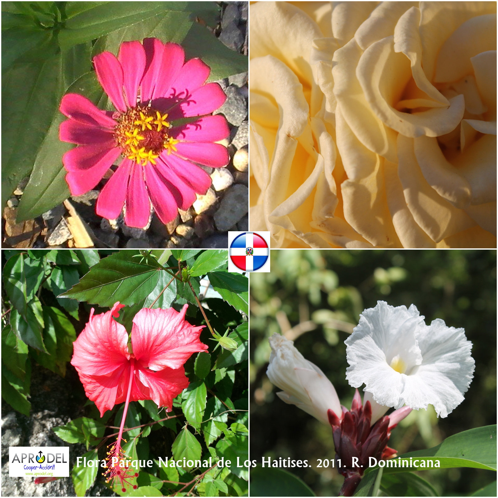 11 Flora Dominicana-retocado
