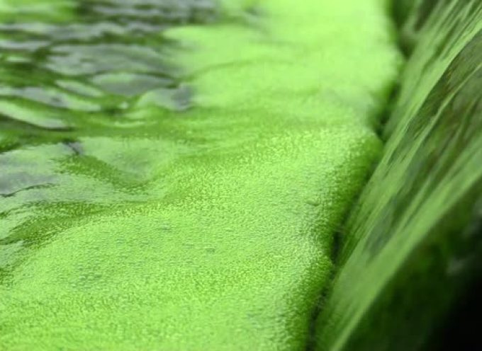 Bioalgae I+D creará 95 puestos de trabajo en el Parque Empresarial Besaya