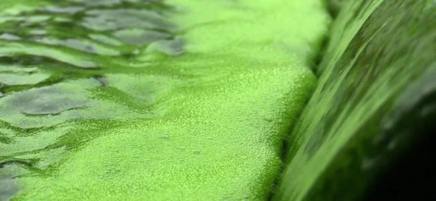 Bioalgae I+D creará 95 puestos de trabajo en el Parque Empresarial Besaya
