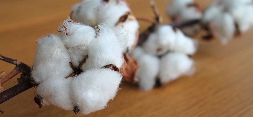 ¿Pasaría tu idea de negocio la prueba del algodón?